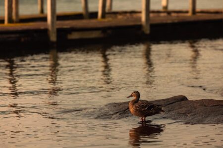 A duck is standing in the water near a Lake George resort dock.