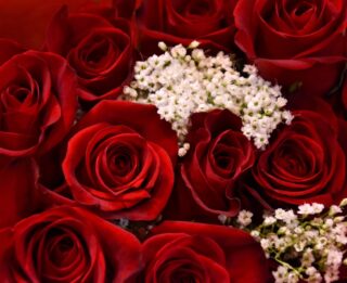 A bouquet of red roses with baby's breath.