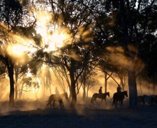 Cowboys riding horses through a wooded area.